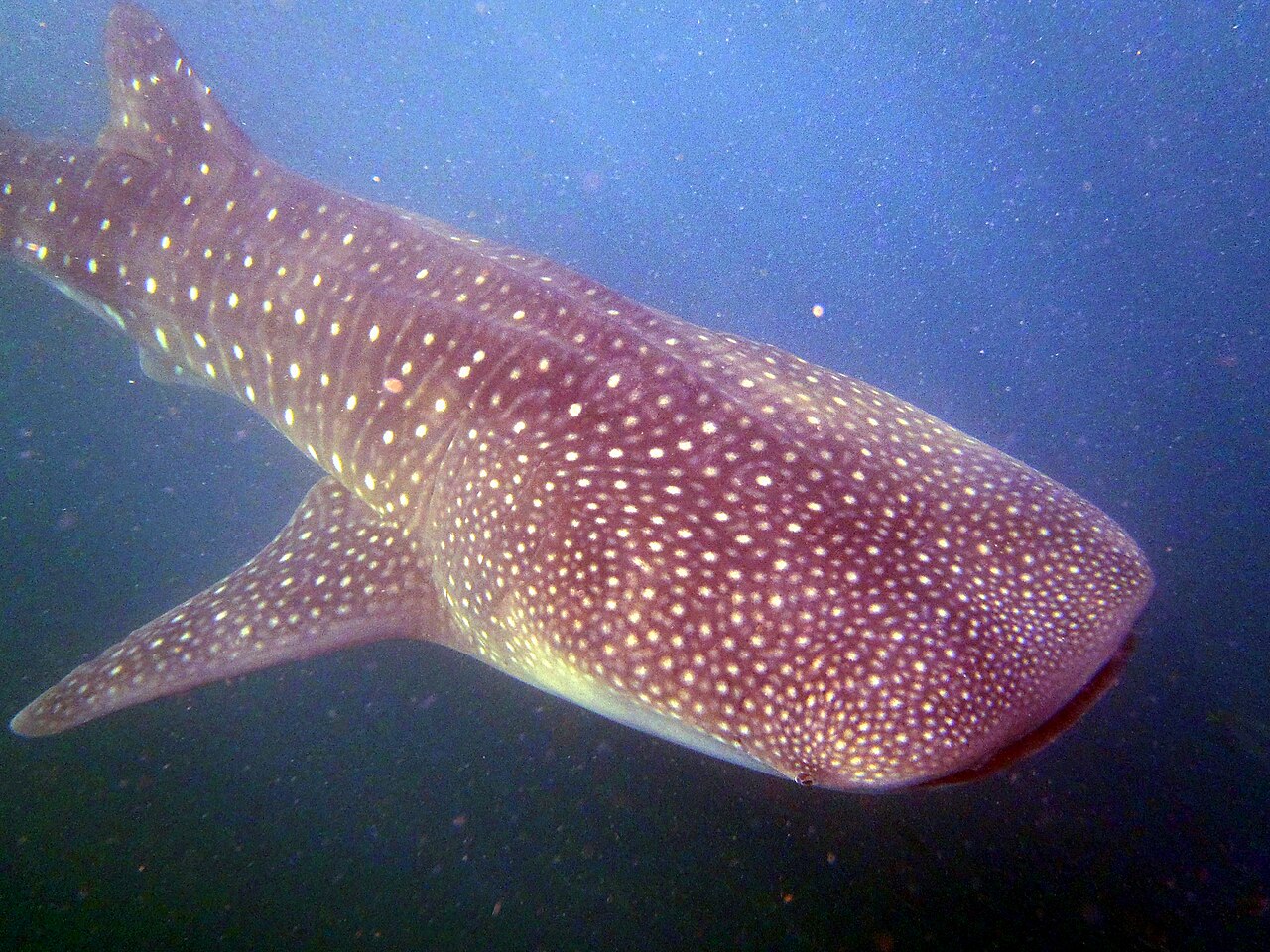 Requin-baleine (Rhincodon typus) en photographie