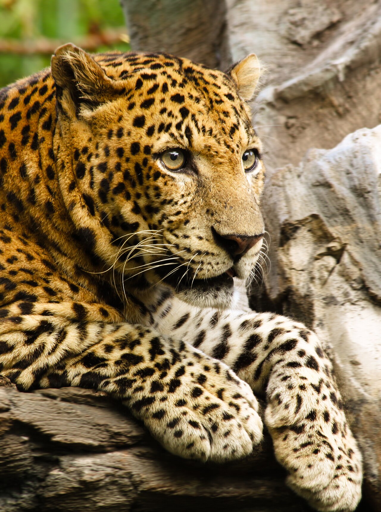 Léopard (Panthera pardus) en photographie