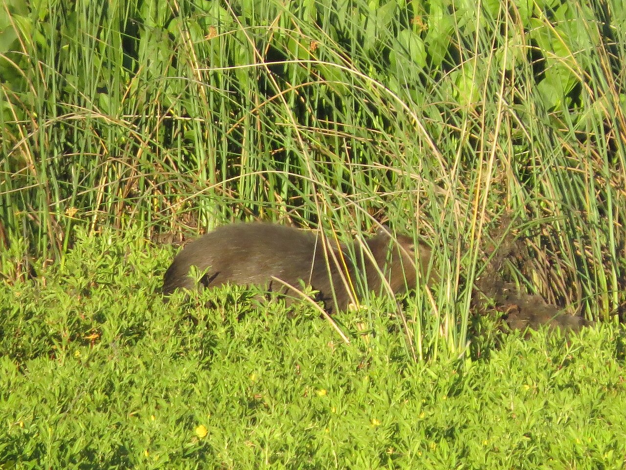 Capybara (Hydrochoerus hydrochaeris) en photographie