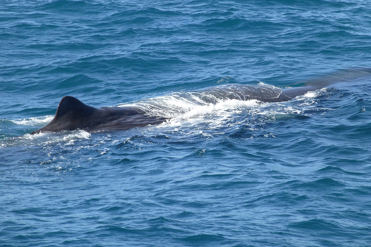 Cachalot (Physeter macrocephalus) en photographie