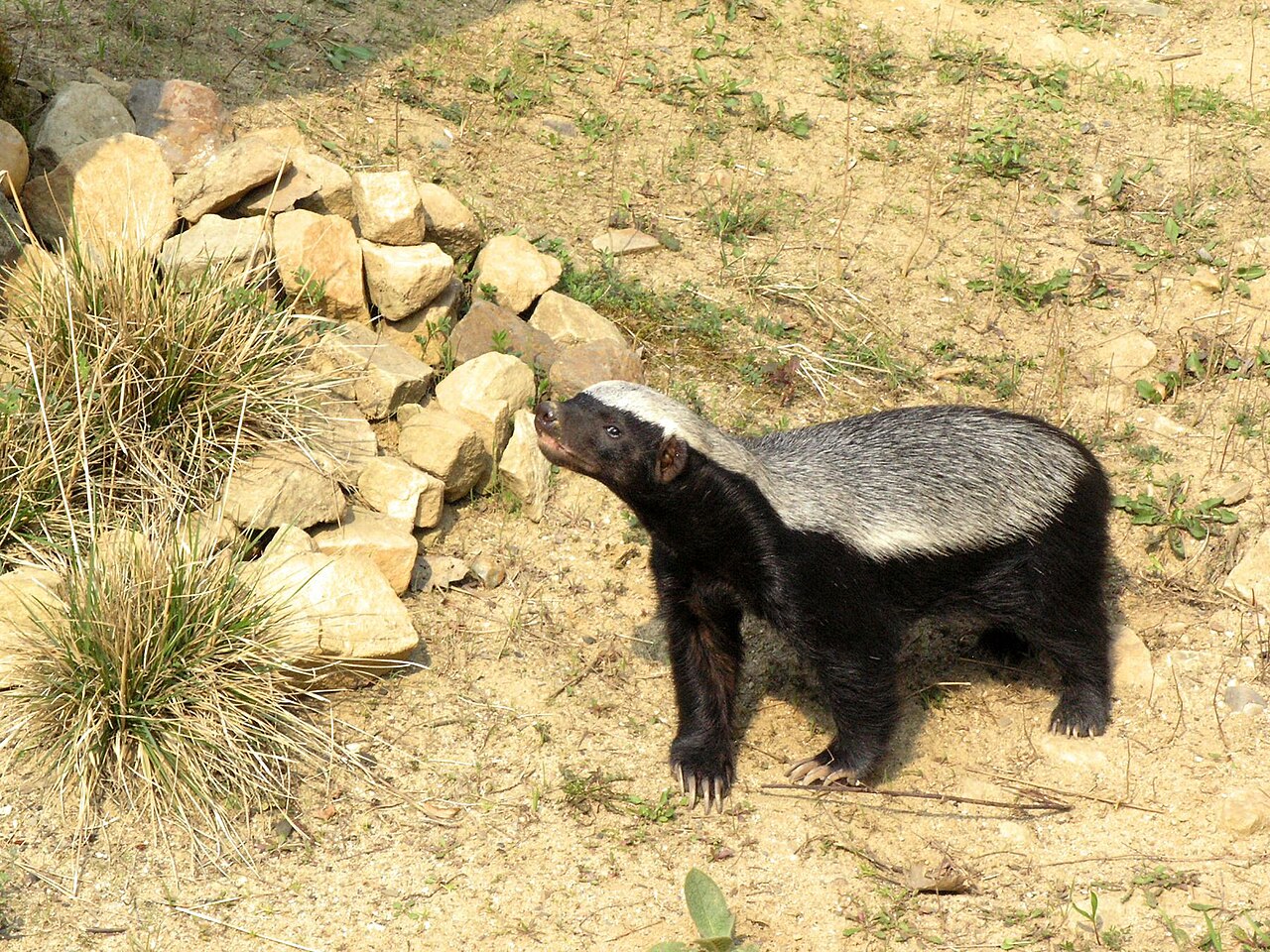 Ratel (Mellivora capensis) en photographie