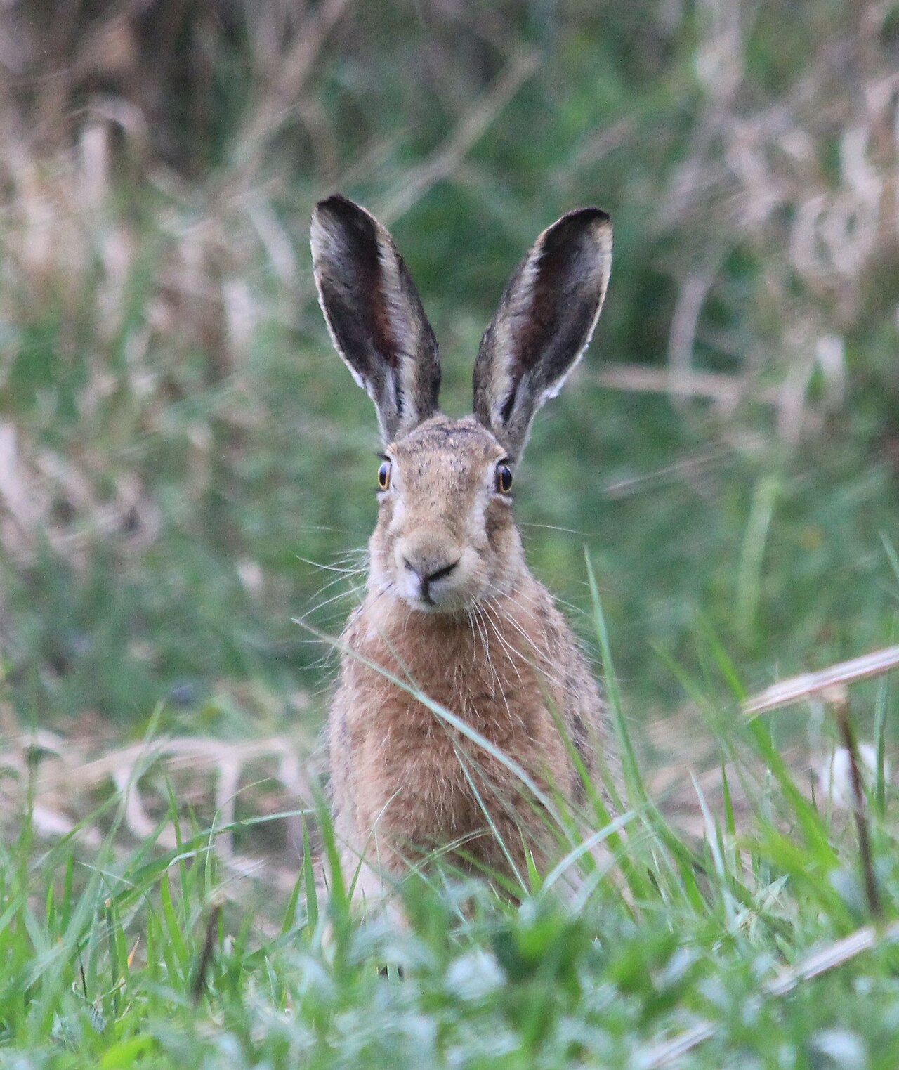 Lièvre d'Europe (Lepus europaeus) en photographie
