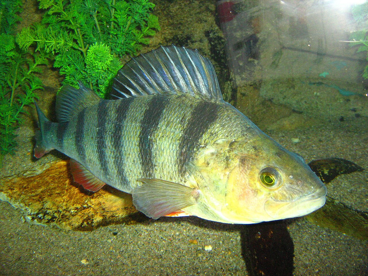 Perche commune (Perca fluviatilis) en photographie