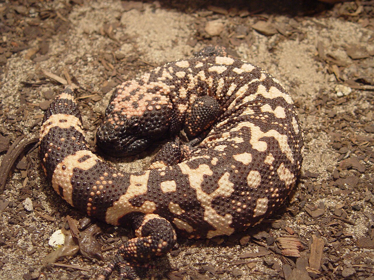 Monstre de Gila (Heloderma suspectum) en photographie