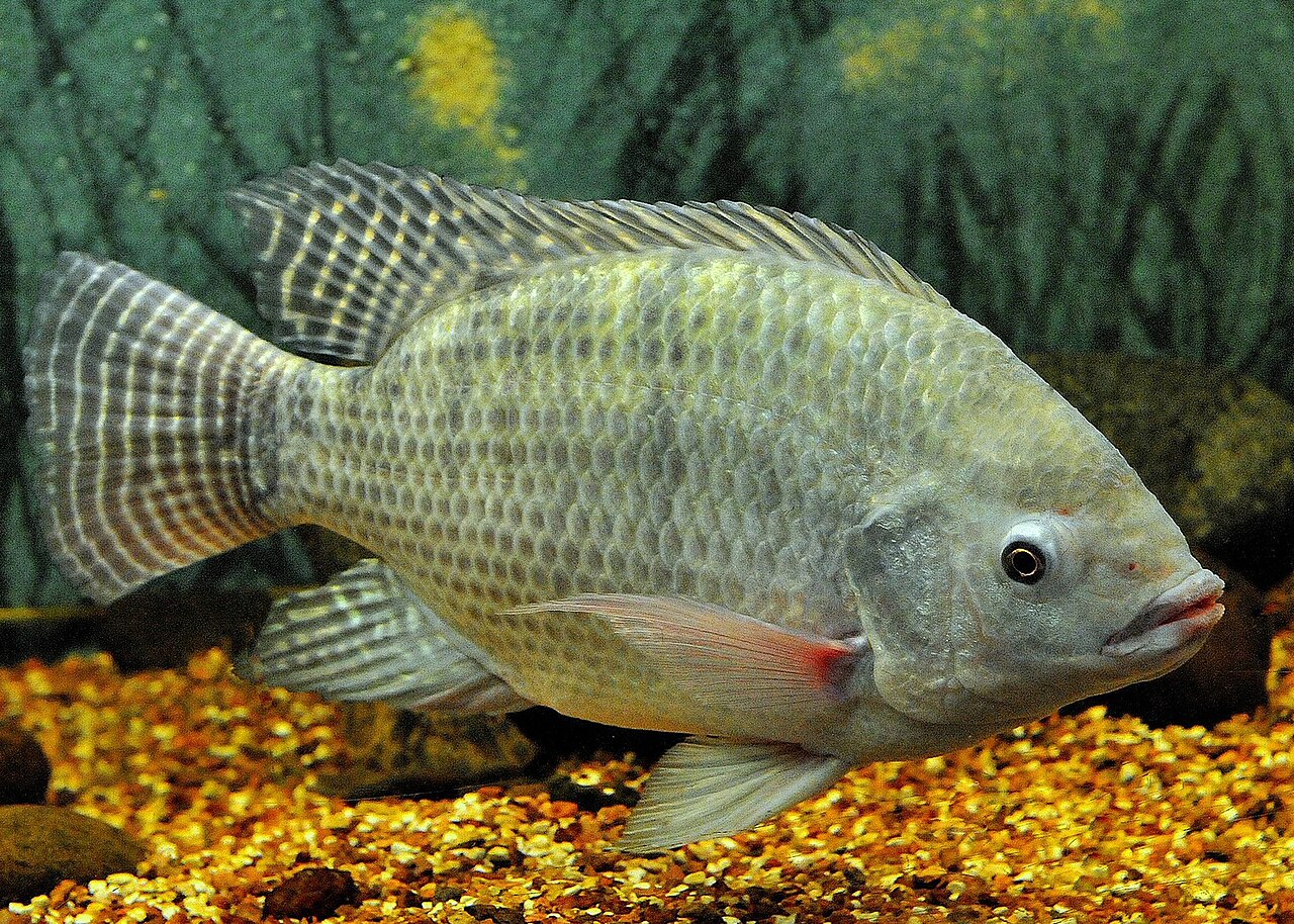 Tilapia du Nil (Oreochromis niloticus) en photographie