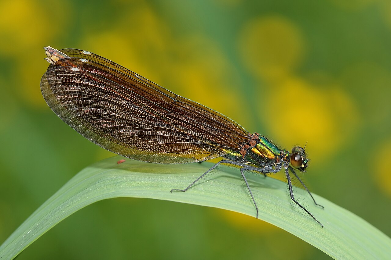 Caloptéryx vierge (Calopteryx virgo) en photographie