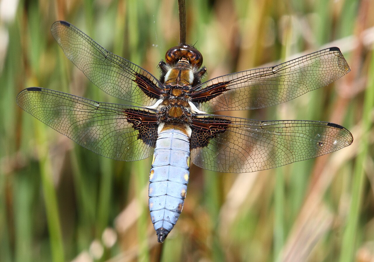 Libellule déprimée (Libellula depressa) en photographie