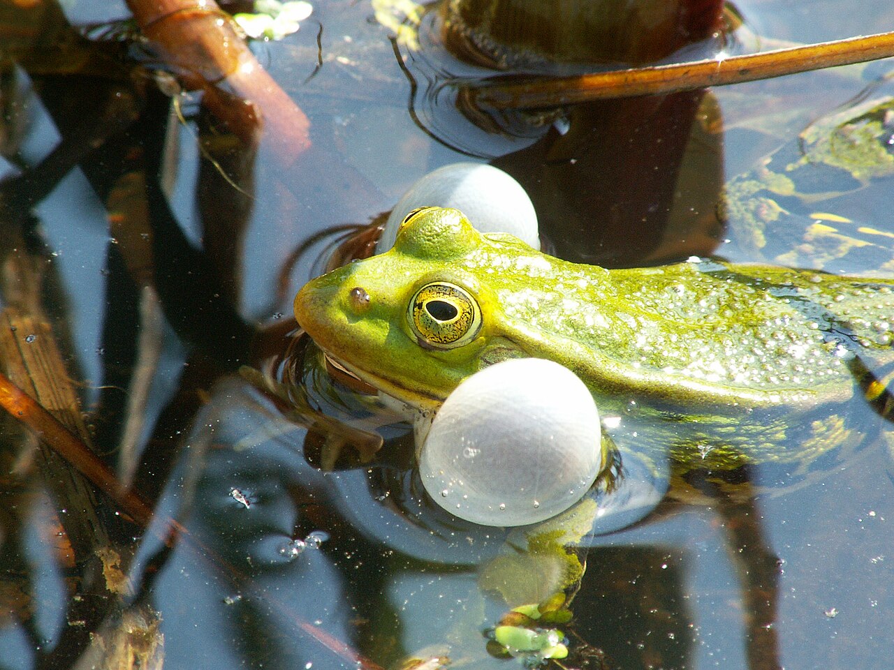 Petite grenouille verte (Pelophylax lessonae) en photographie