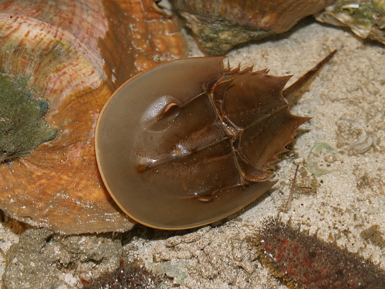 Limule (Limulus polyphemus) en photographie