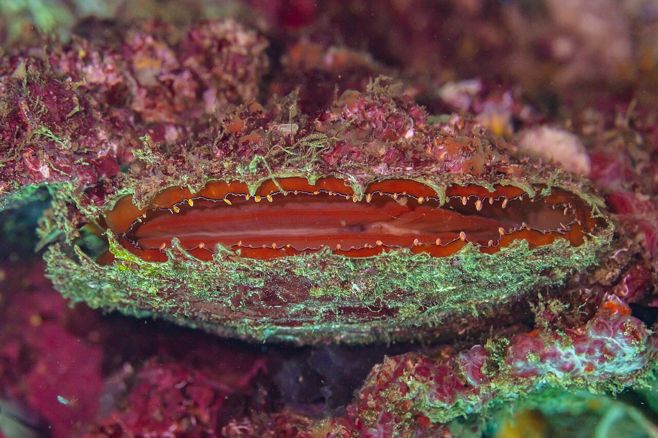 Huître perlière à lèvres noires (Pinctada margaritifera) en photographie