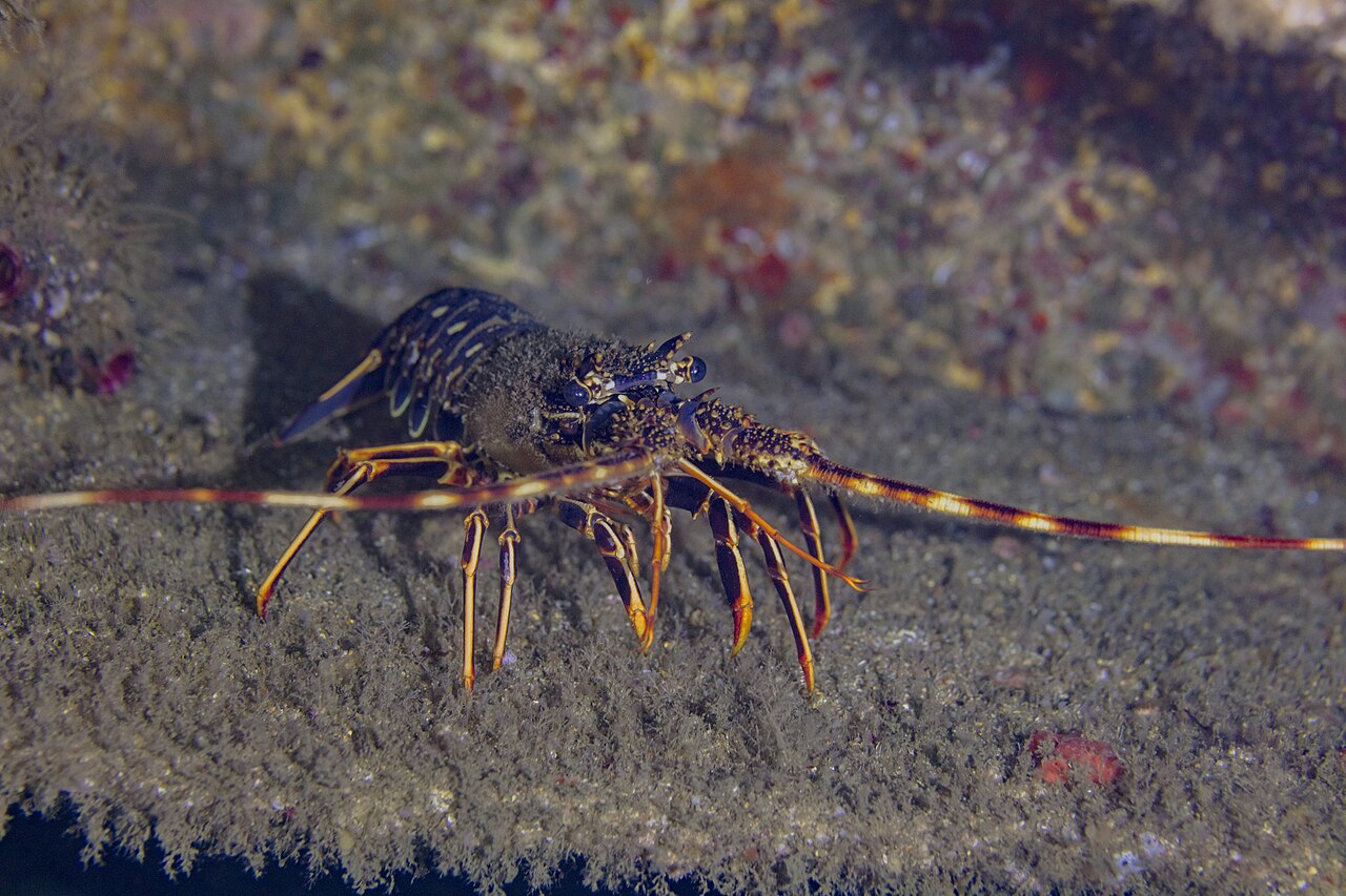 Langouste rouge (Palinurus elephas) en photographie
