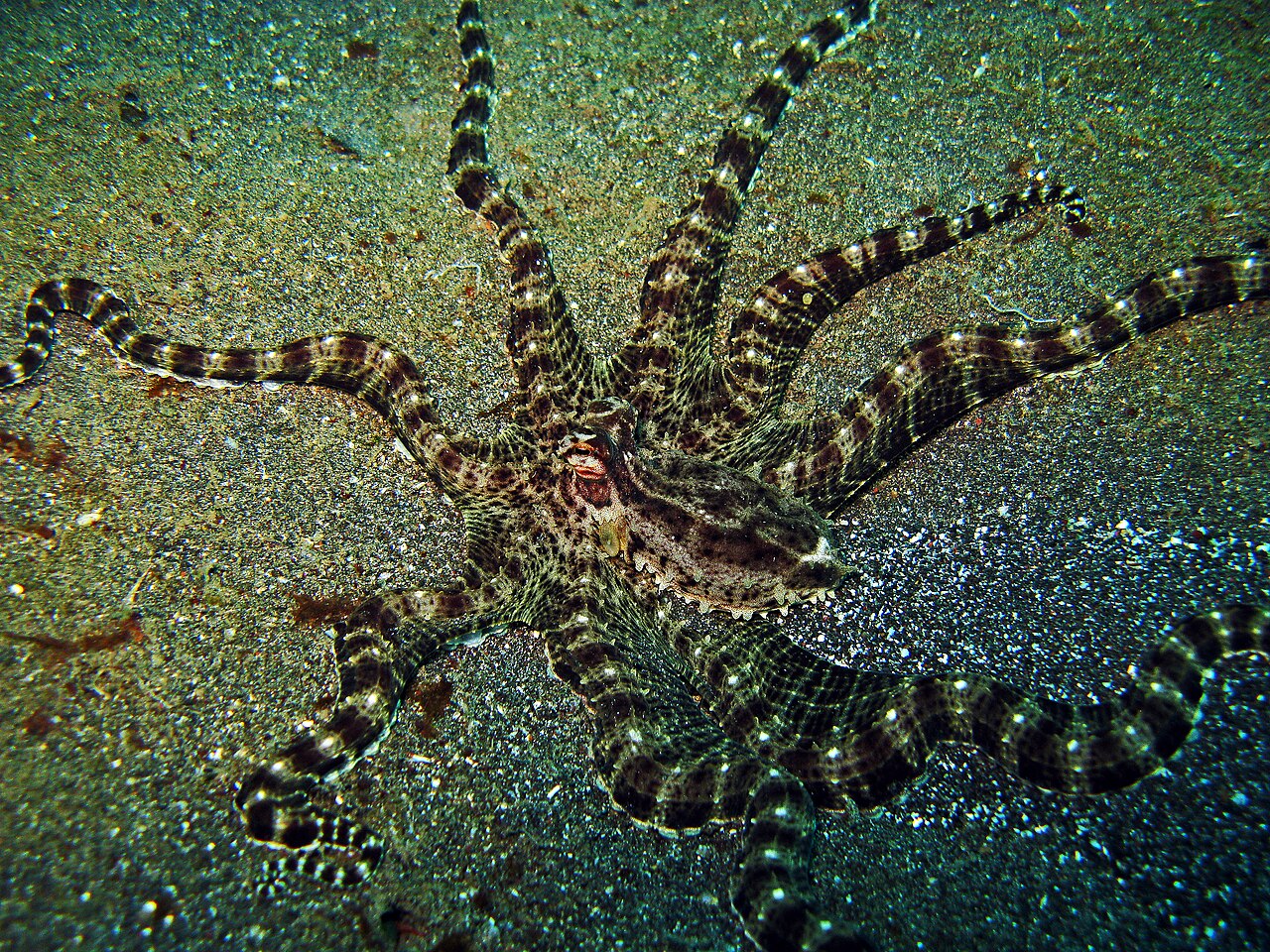 Poulpe mimétique (Thaumoctopus mimicus) en photographie