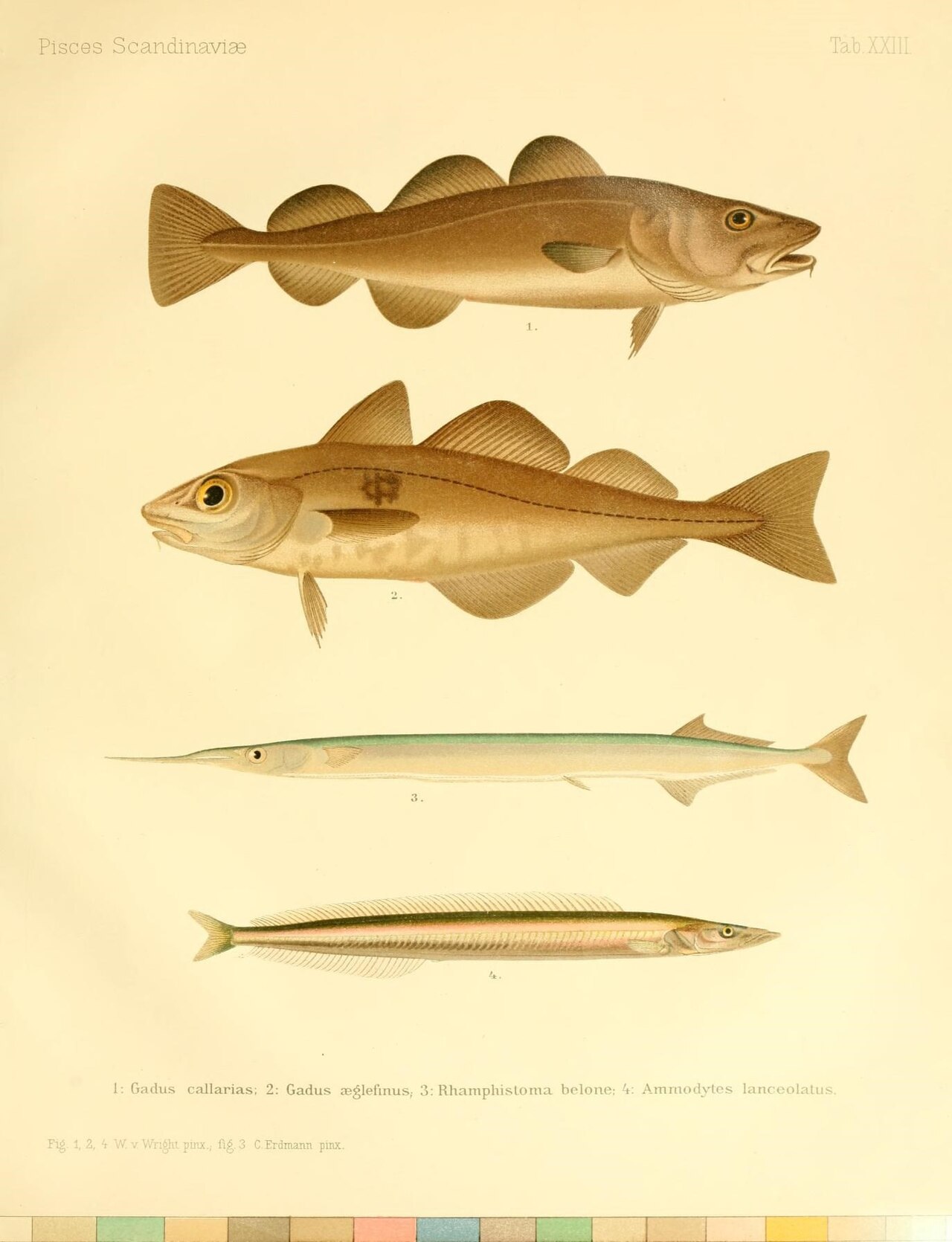 Morue de l’Atlantique (Gadus morhua) en photographie