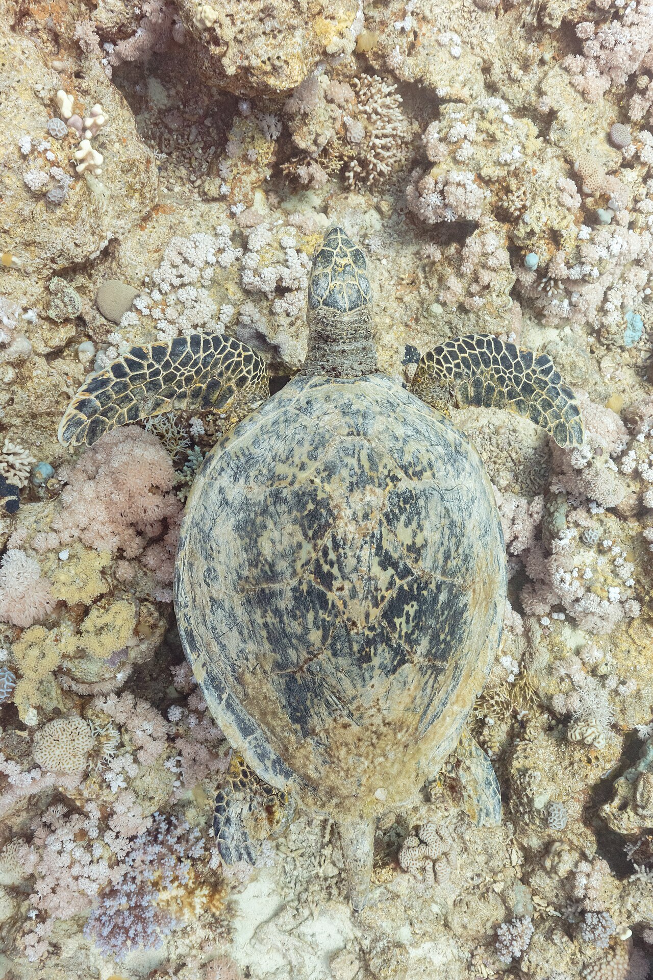 Tortue imbriquée (Eretmochelys imbricata imbricata) en photographie
