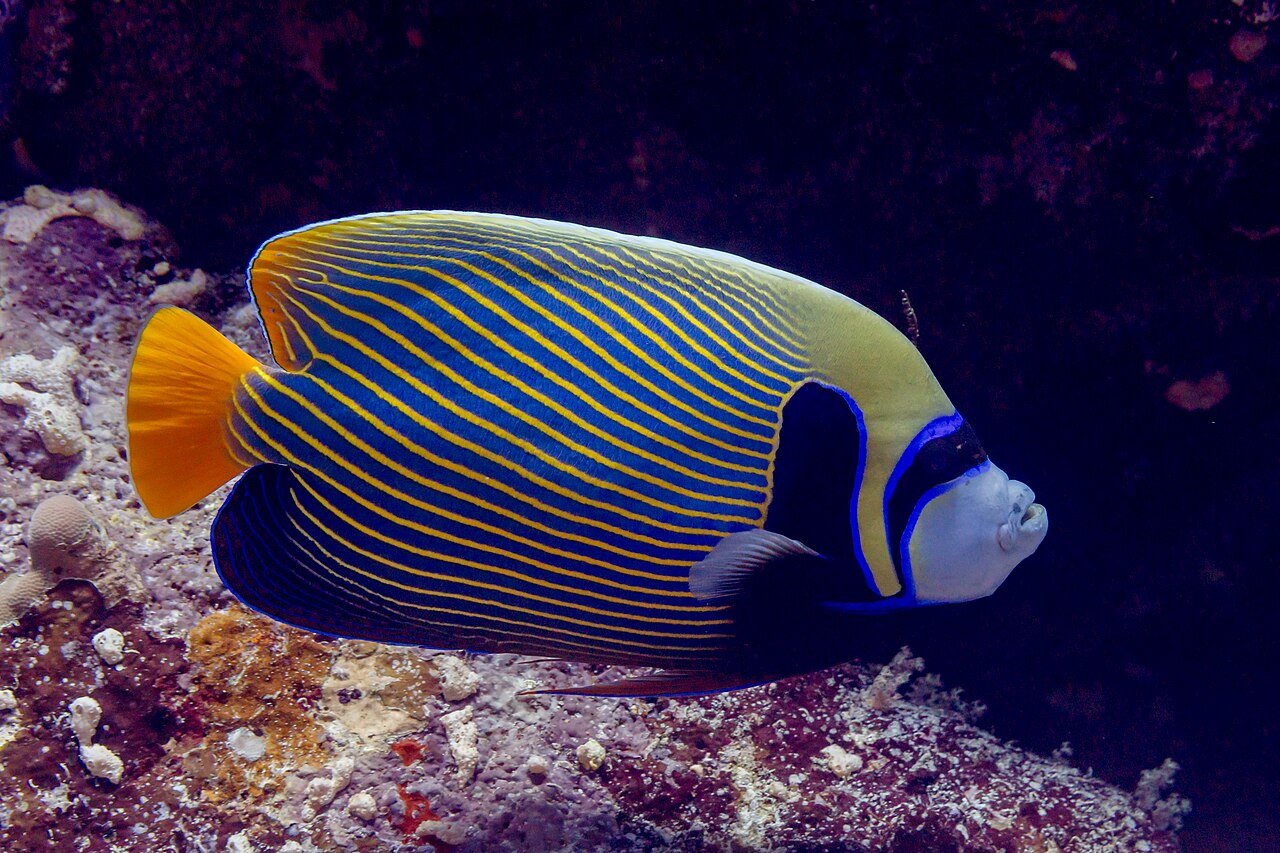 Poisson-ange empereur (Pomacanthus imperator) en photographie