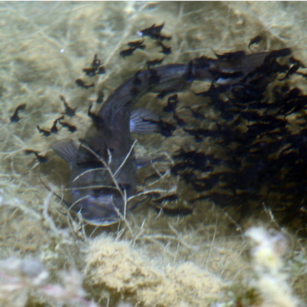 Poisson-chat (Ameiurus melas) en photographie