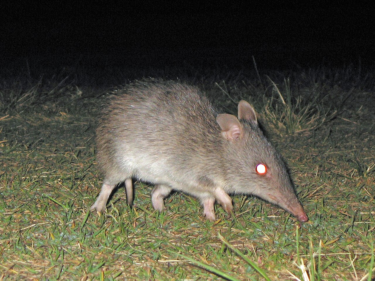 Bandicoot à nez long (Perameles nasuta) en photographie