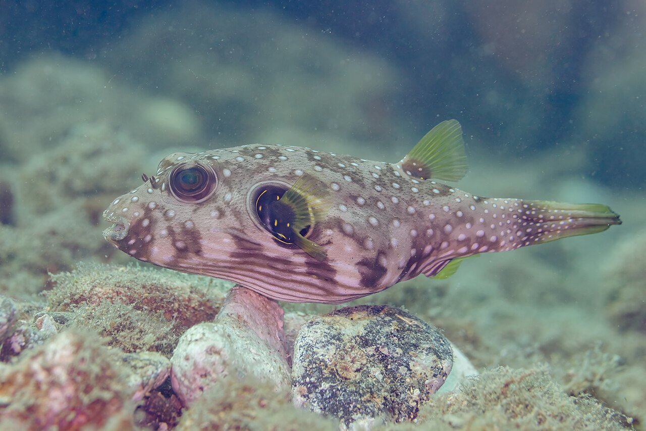 Poisson-globe à taches blanches (Arothron hispidus) en photographie