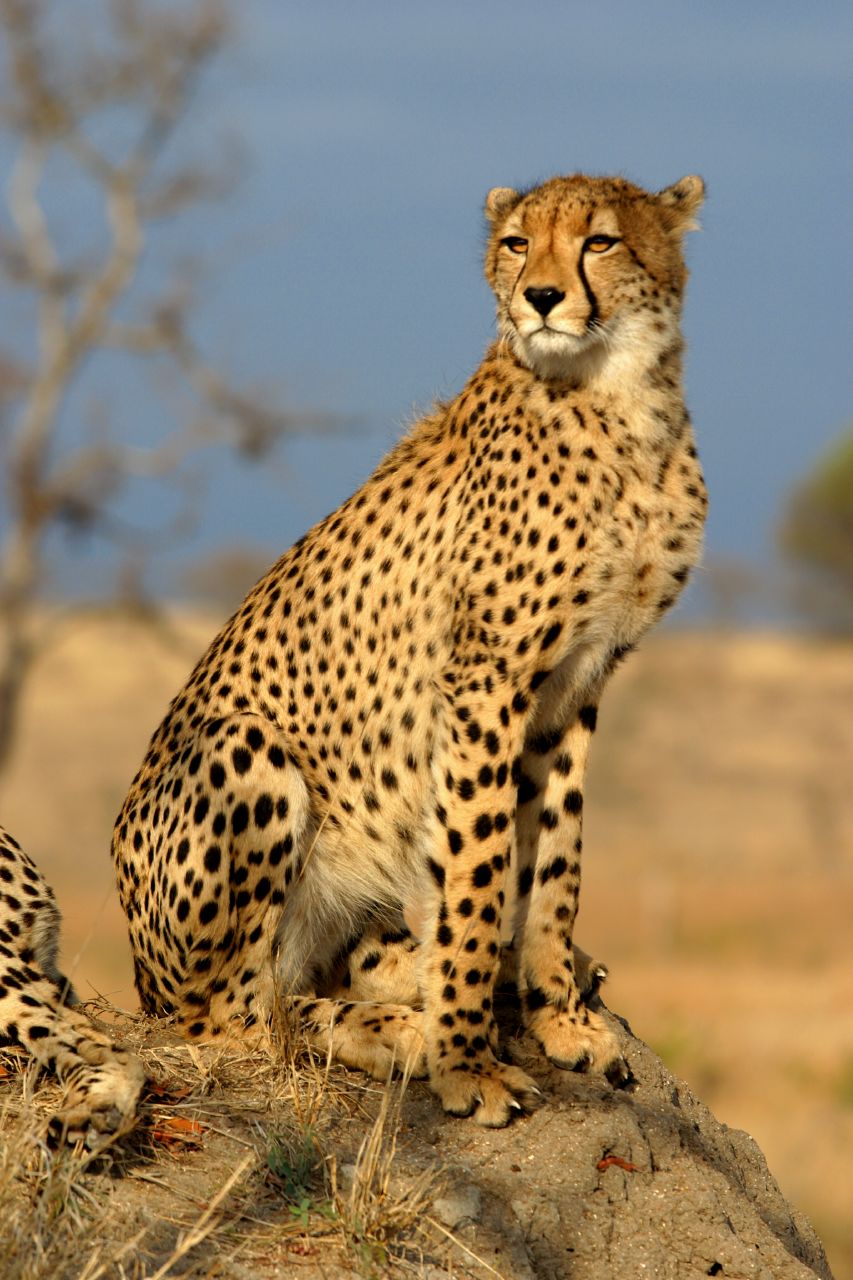 Guépard (Acinonyx jubatus) en photographie