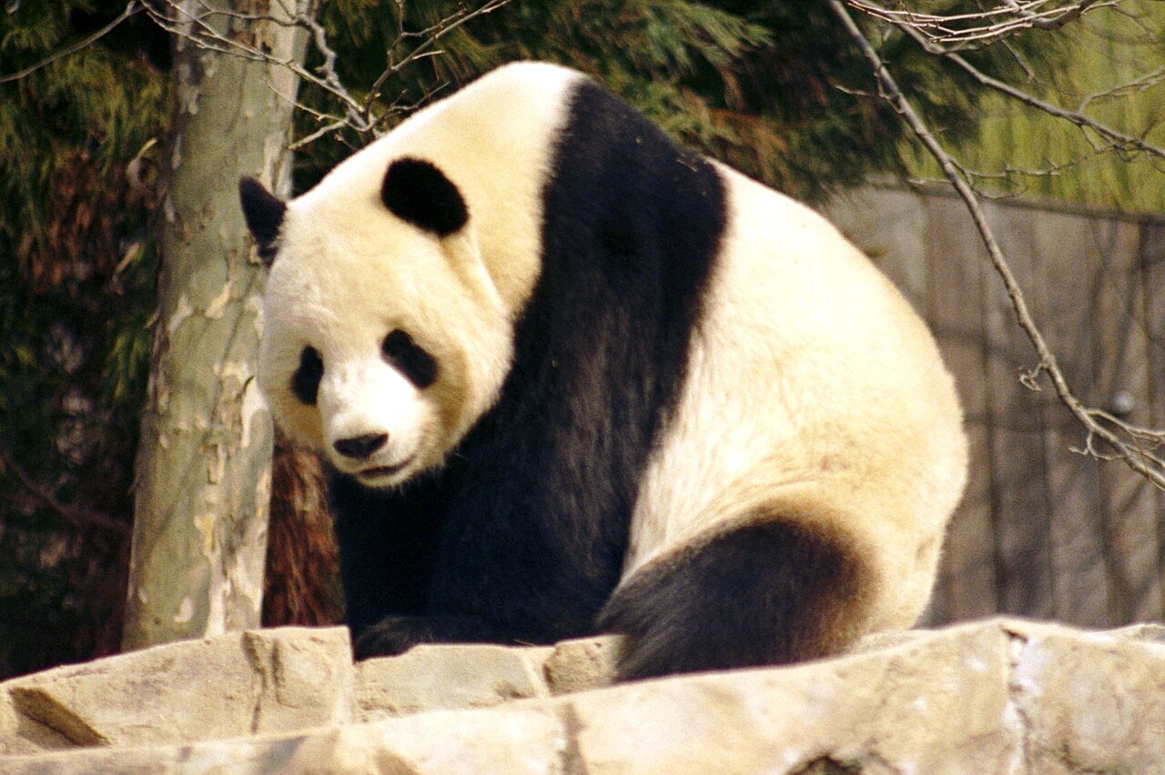 Panda géant (Ailuropoda melanoleuca) en photographie