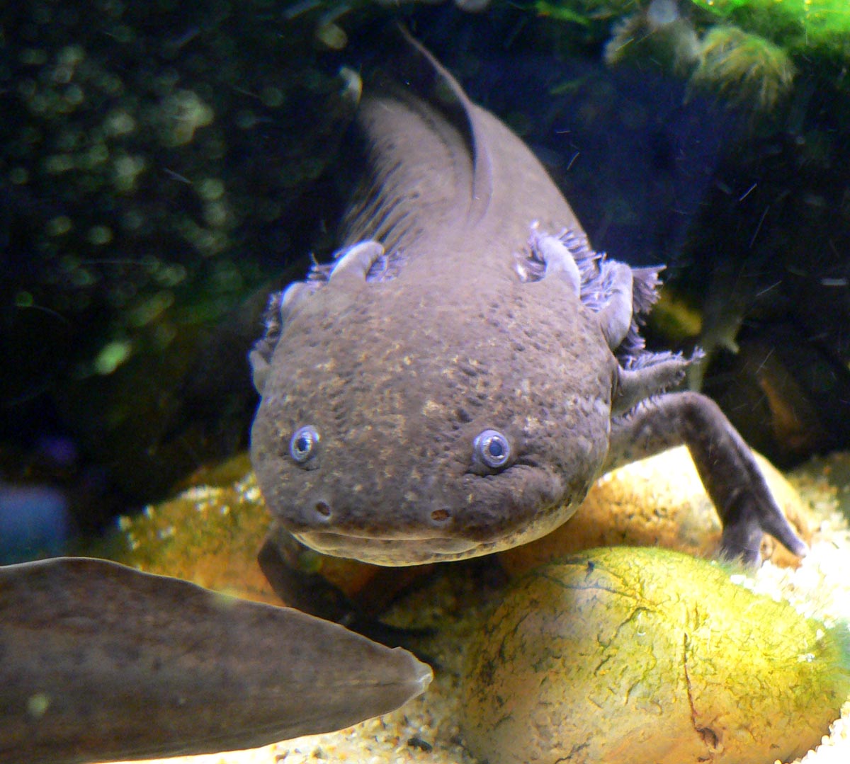 Axolotl (Ambystoma mexicanum) en photographie