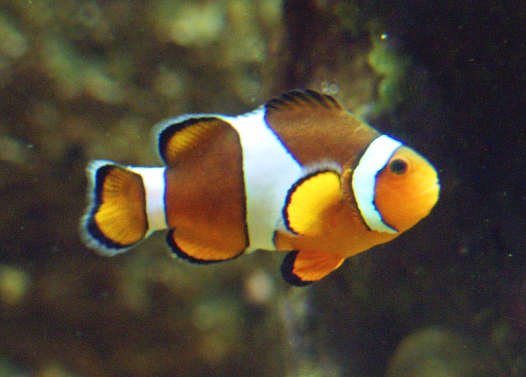 Poisson-clown ocellé (Amphiprion ocellaris) en photographie