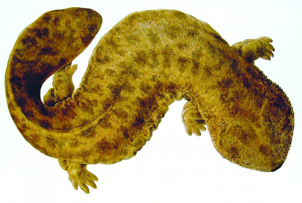 Salamandre géante du Japon (Andrias japonicus) en photographie