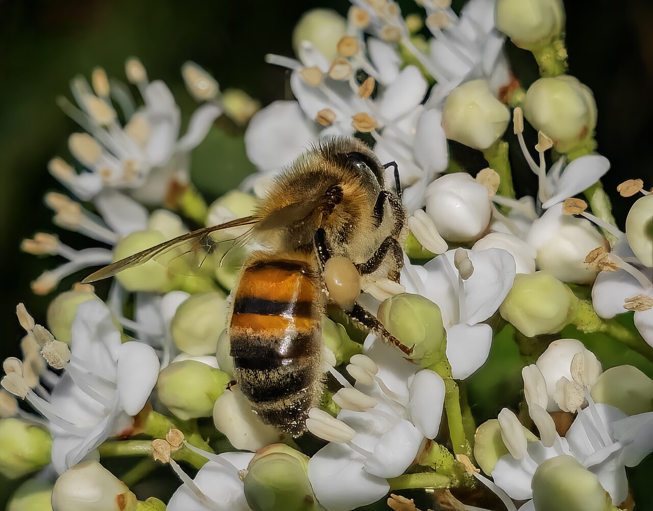 Abeille domestique (Apis mellifera) en photographie