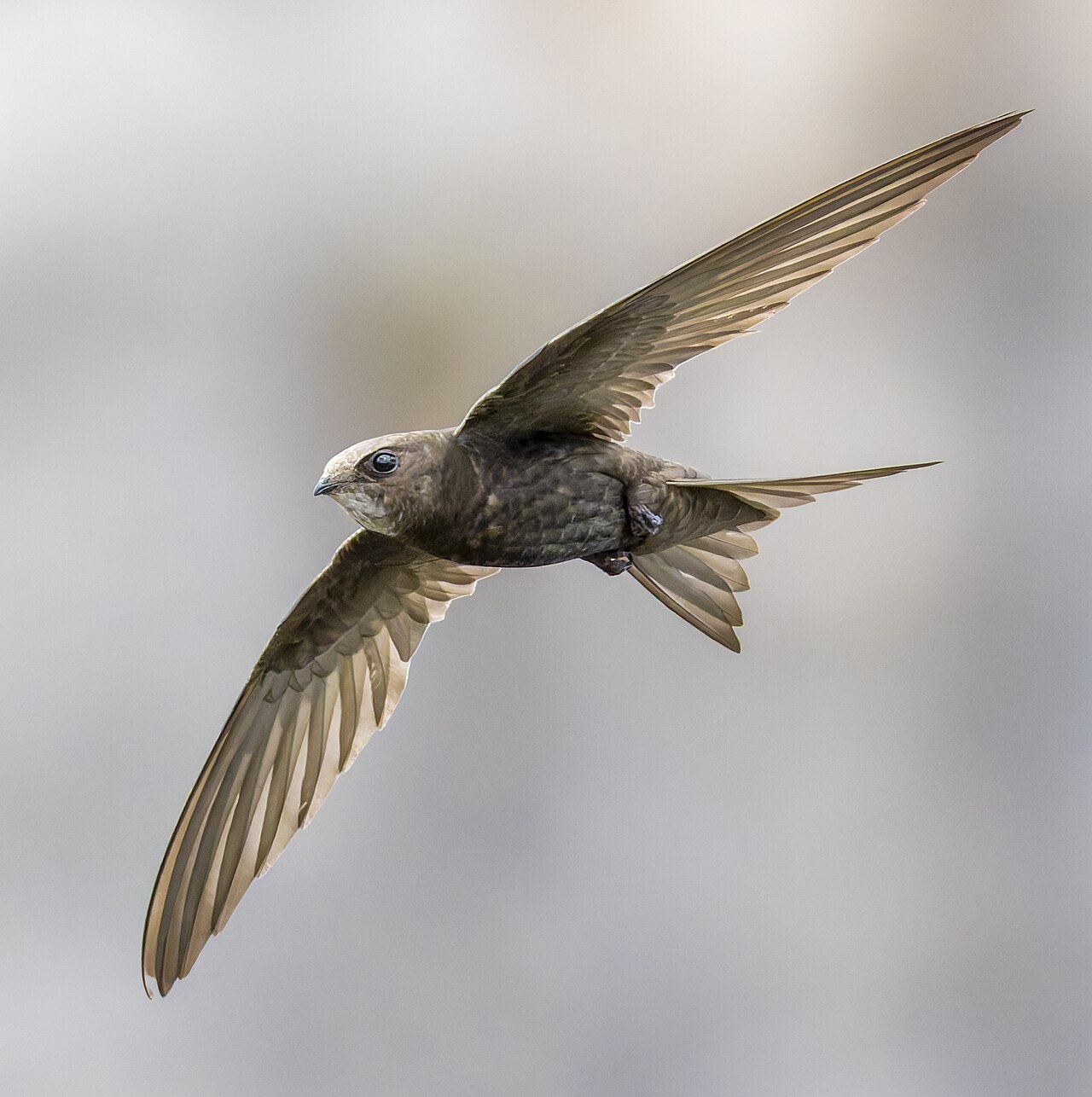 Martinet noir (Apus apus) en photographie