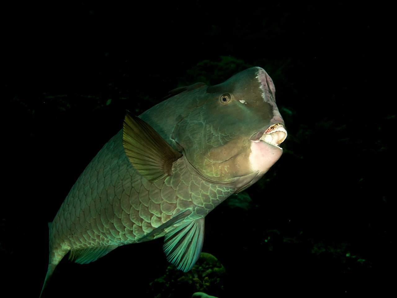 Poisson-perroquet à bosse (Bolbometopon muricatum) en photographie