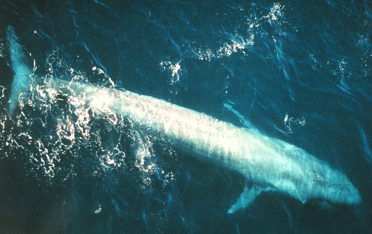 Baleine bleue (Balaenoptera musculus) en photographie