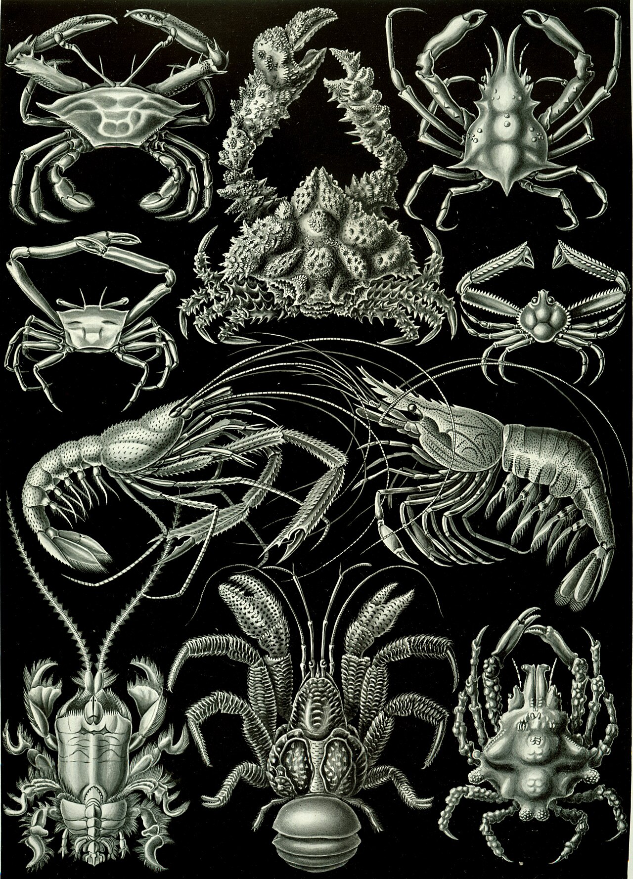 Crabe de cocotier (Birgus latro) en photographie