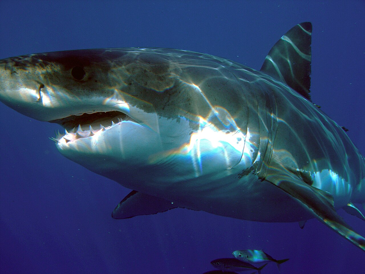 Grand requin blanc (Carcharodon carcharias) en photographie