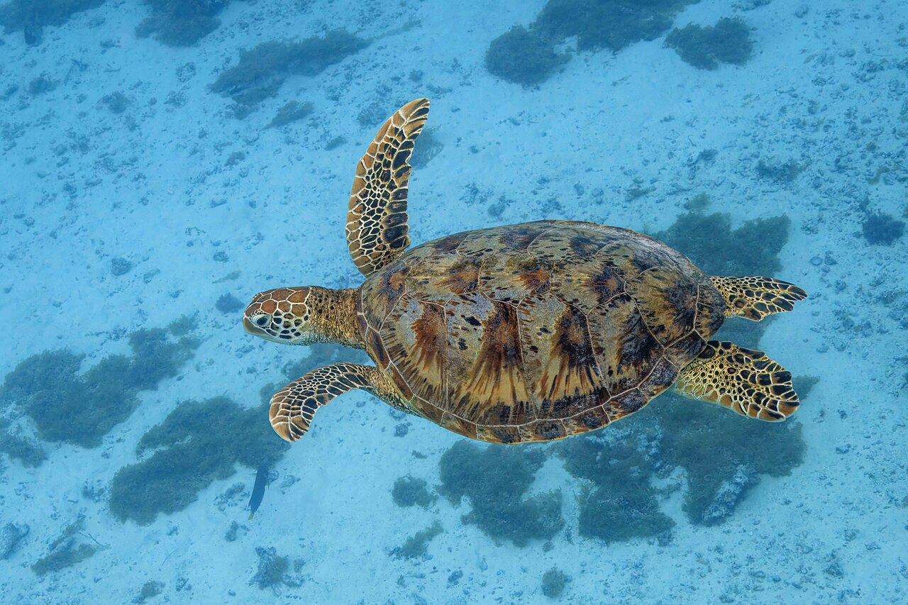 Tortue verte (Chelonia mydas) en photographie