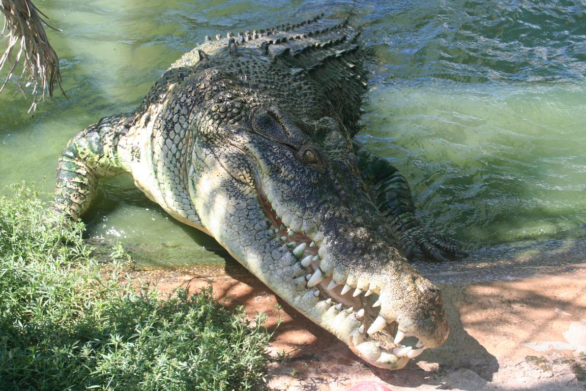 Crocodile marin (Crocodylus porosus) en photographie