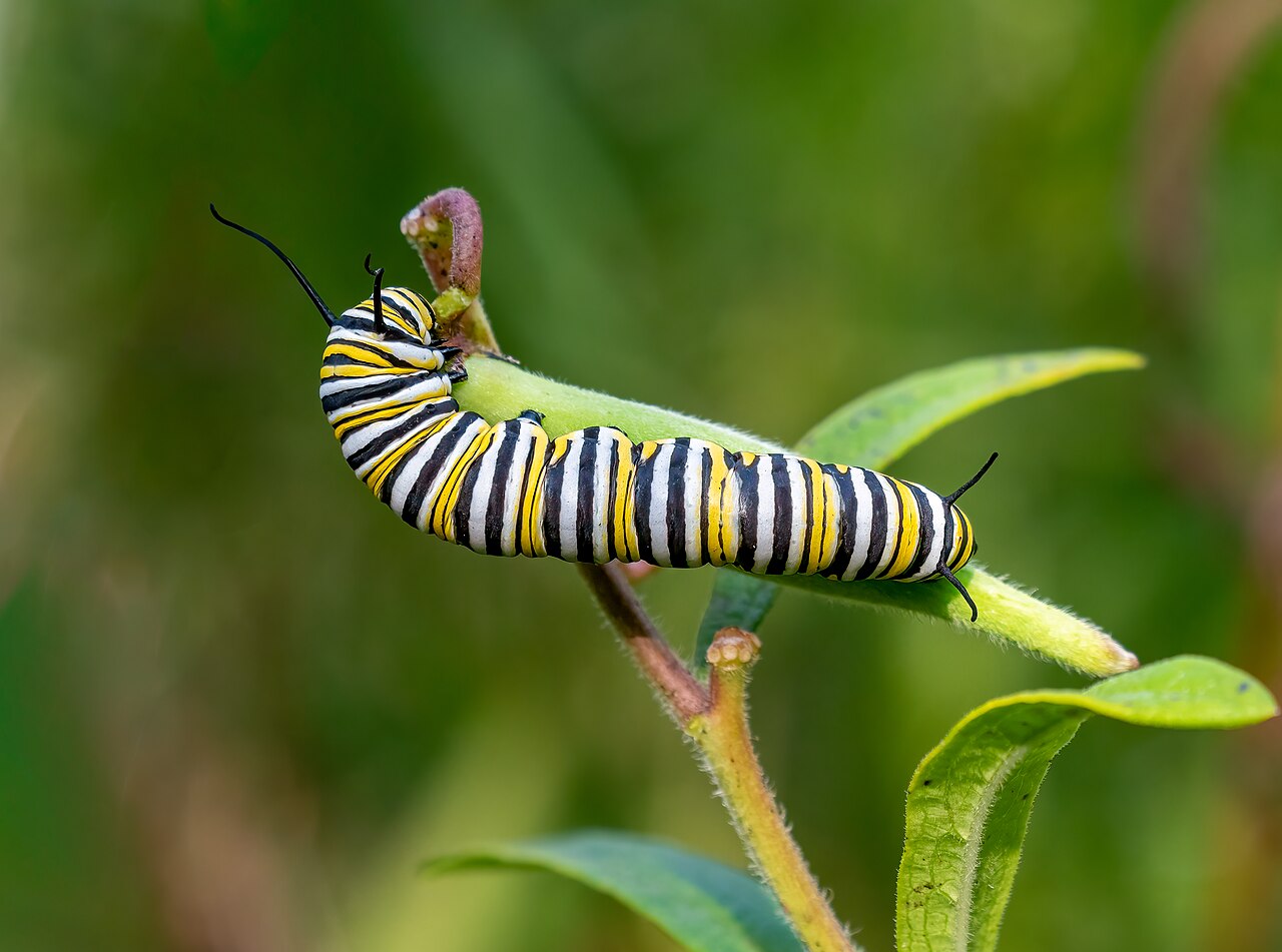 Papillon monarque (Danaus plexippus) en photographie