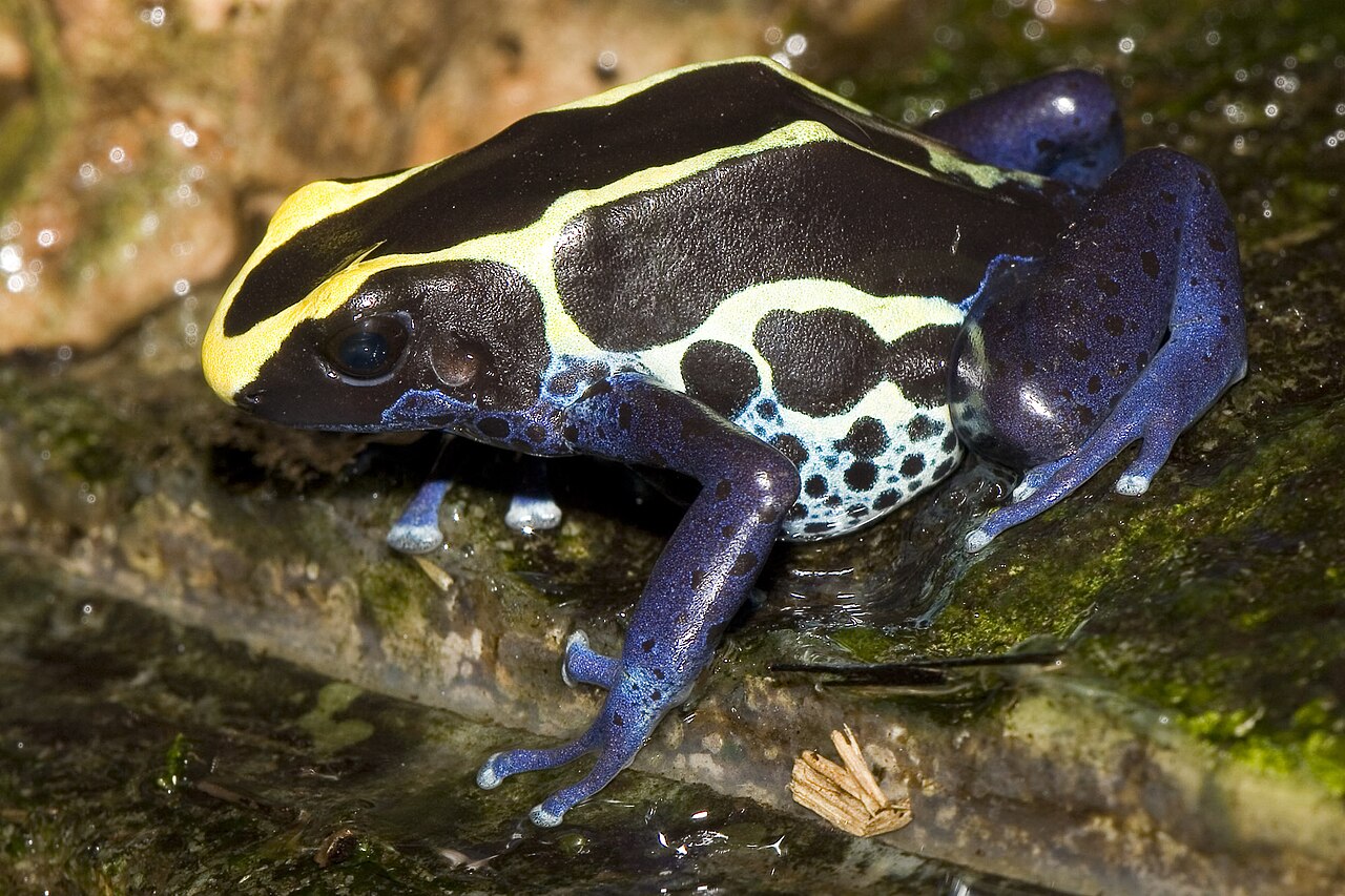 Dendrobate à tapirer (Dendrobates tinctorius) en photographie