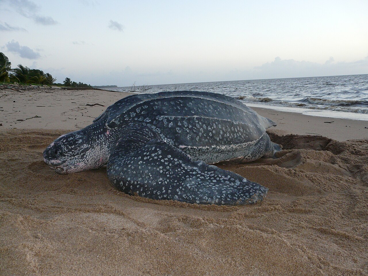 Tortue luth (Dermochelys coriacea) en photographie