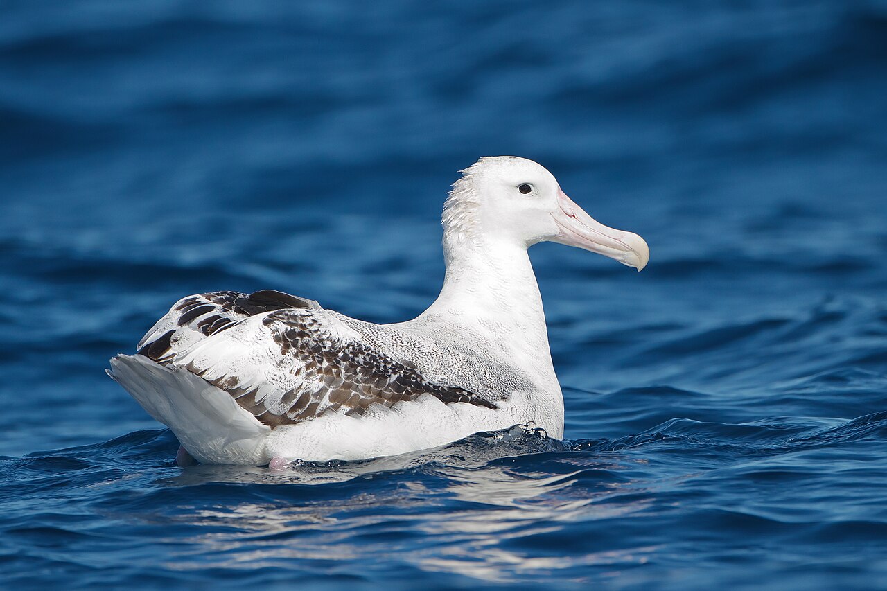 Albatros hurleur (Diomedea exulans) en photographie