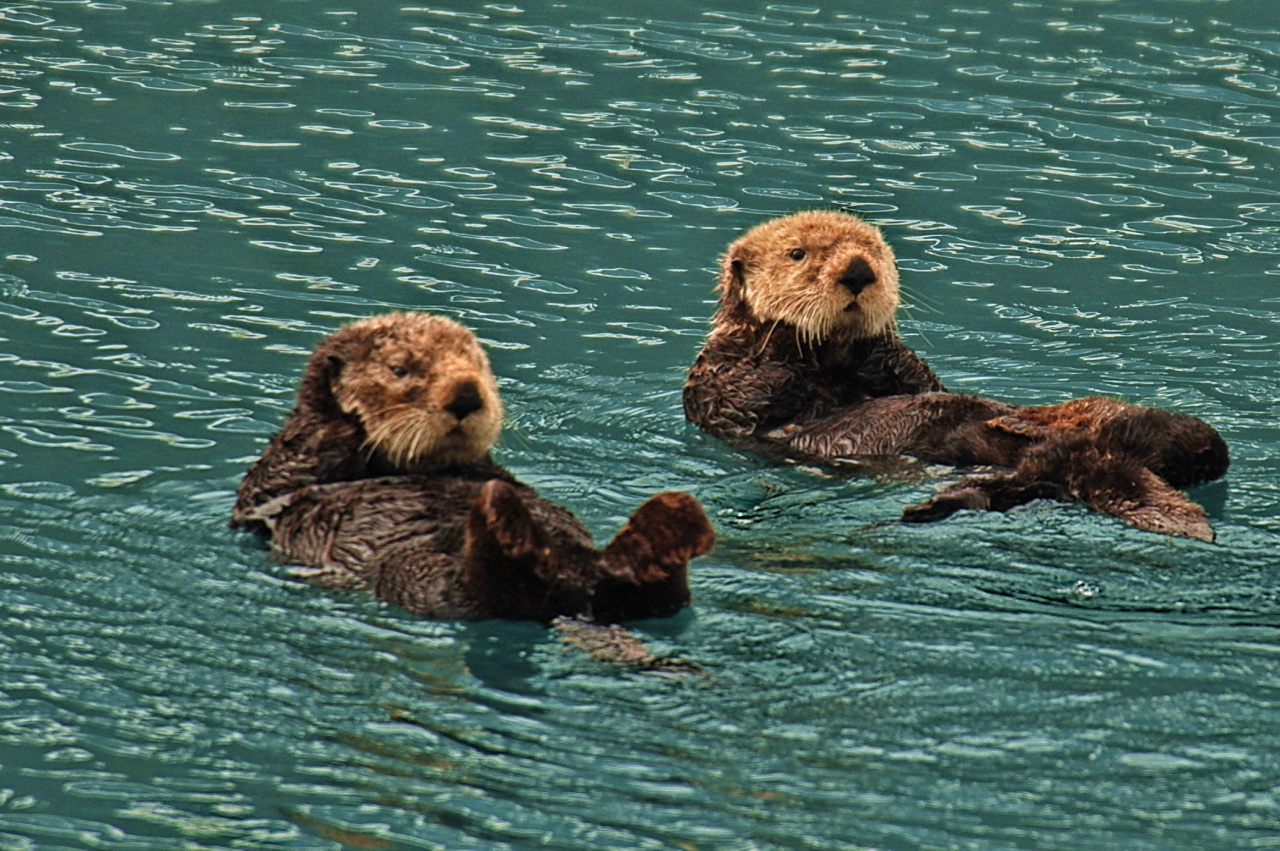 Loutre de mer (Enhydra lutris) en photographie