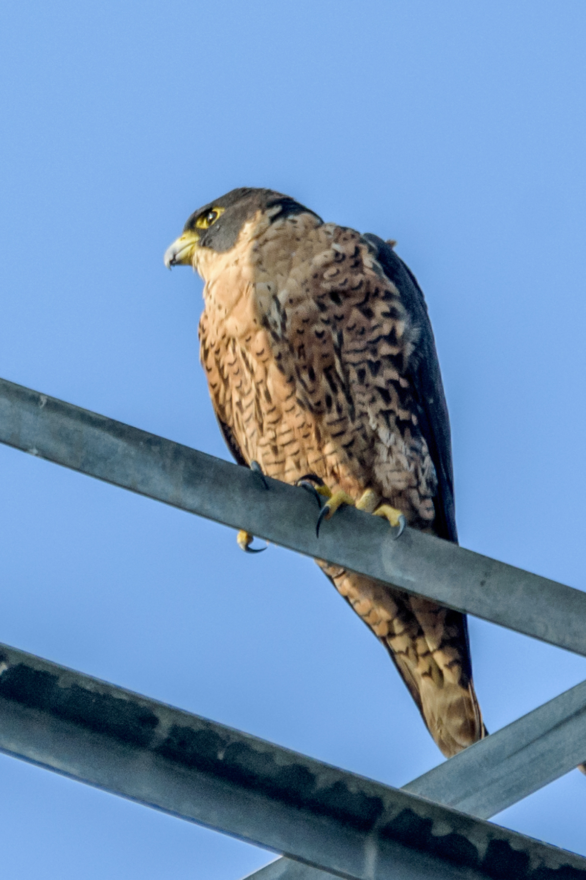 Faucon pèlerin (Falco peregrinus) en photographie