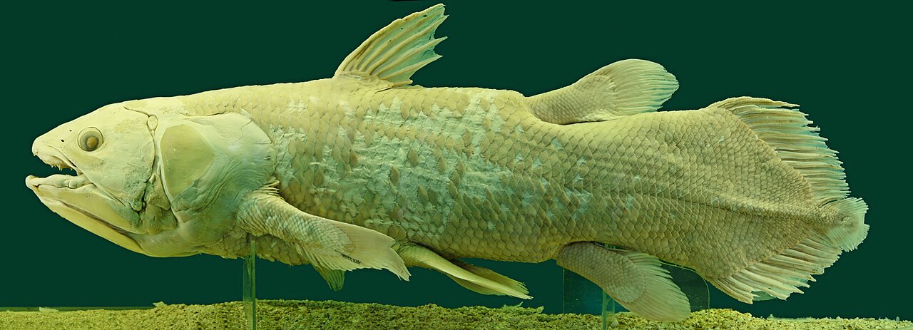 Coelacanthe (Latimeria chalumnae) en photographie