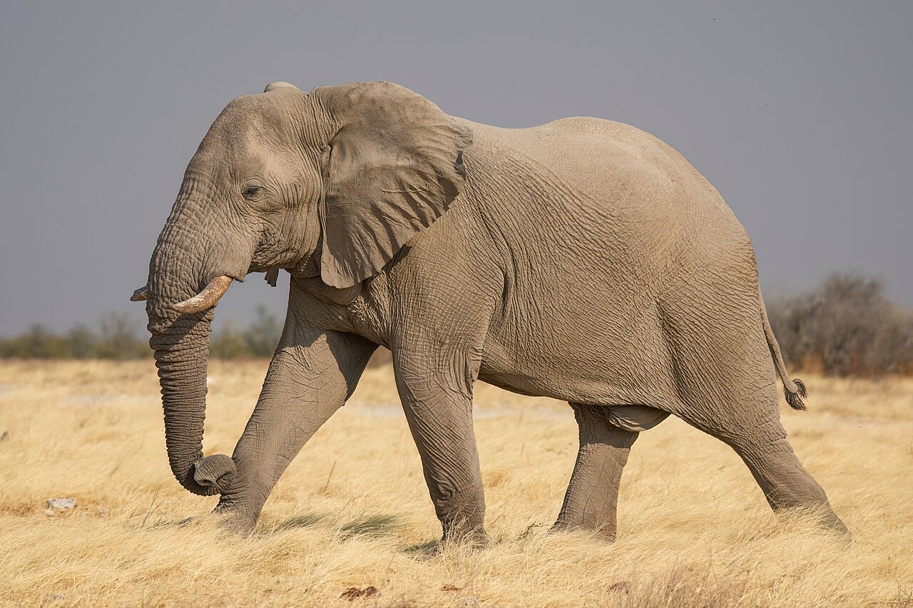 Éléphant de savane d’Afrique (Loxodonta africana) en photographie