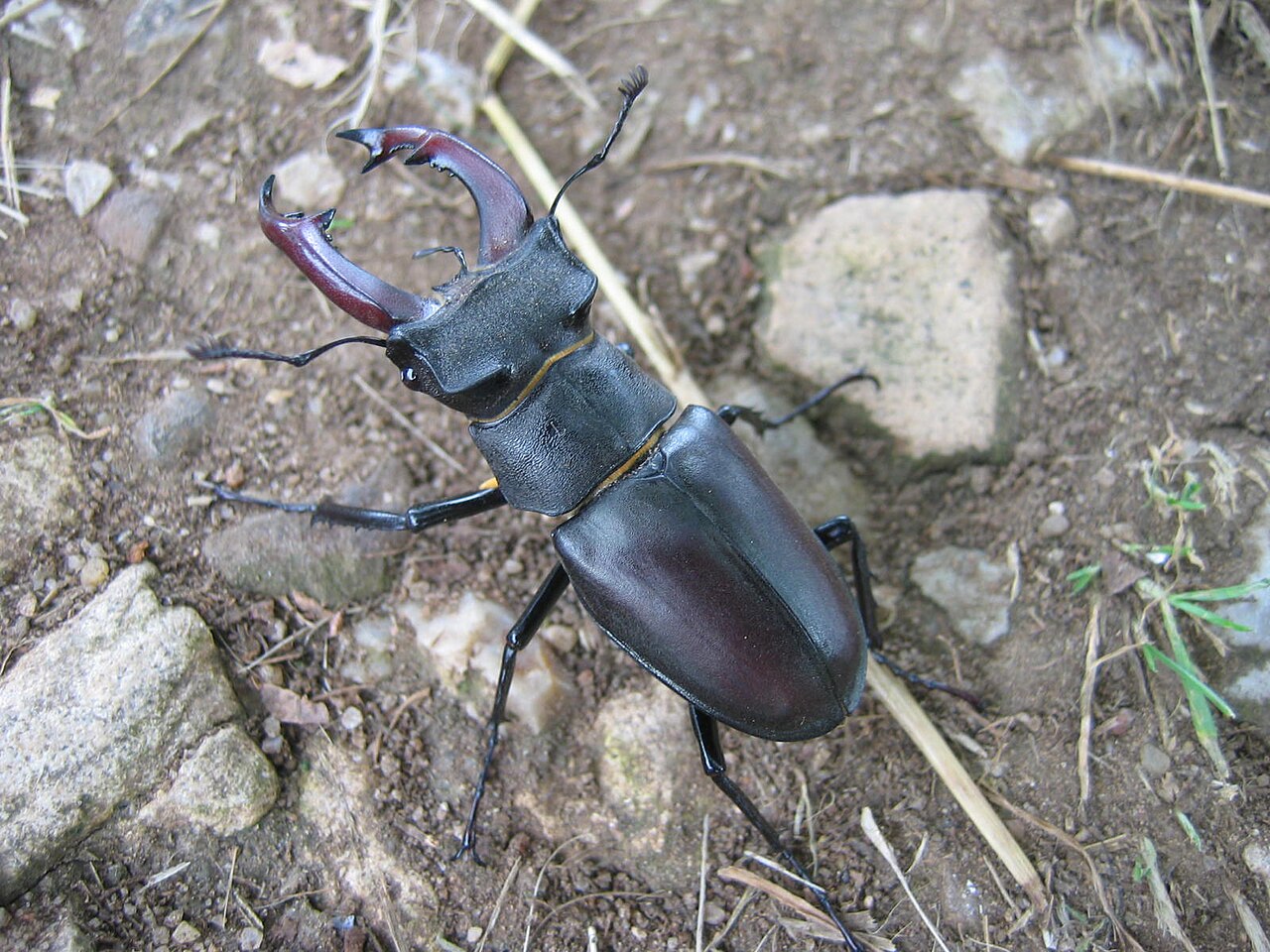 Lucane cerf-volant (Lucanus cervus) en photographie