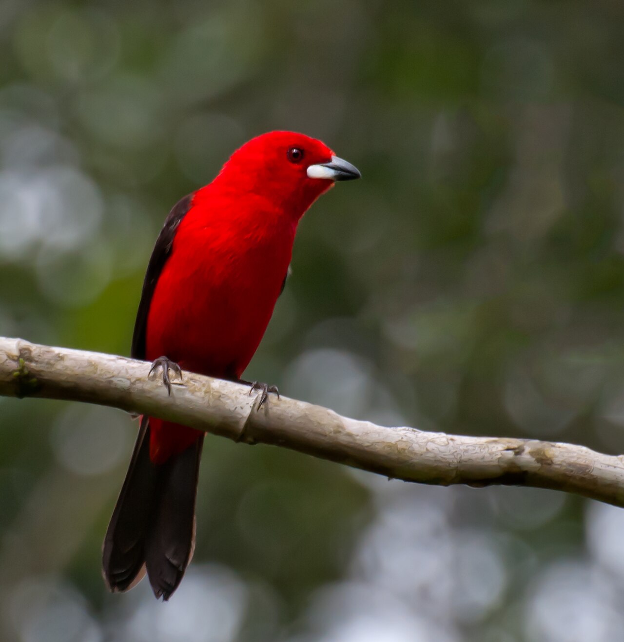 Tangara du Brésil (Ramphocelus bresilia) en photographie