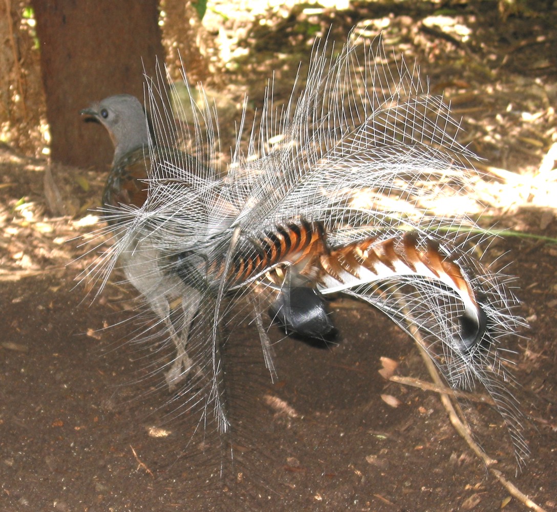 Ménure superbe (Menura novaehollandiae) en photographie