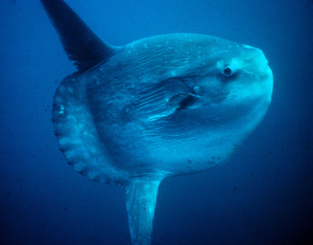 Poisson-lune (Mola mola) en photographie