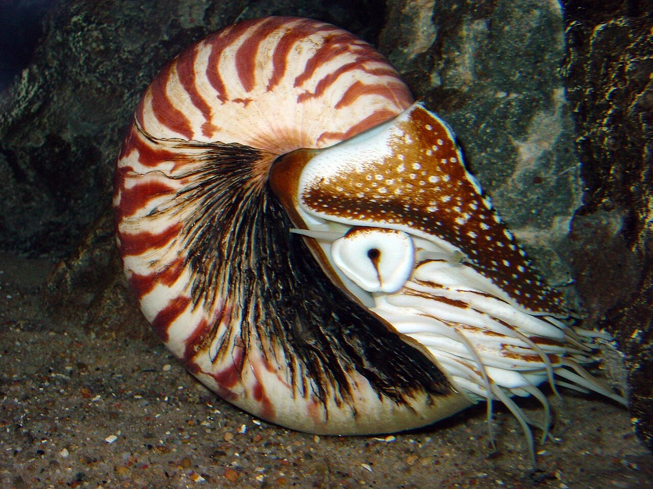Nautile flammé (Nautilus pompilius) en photographie