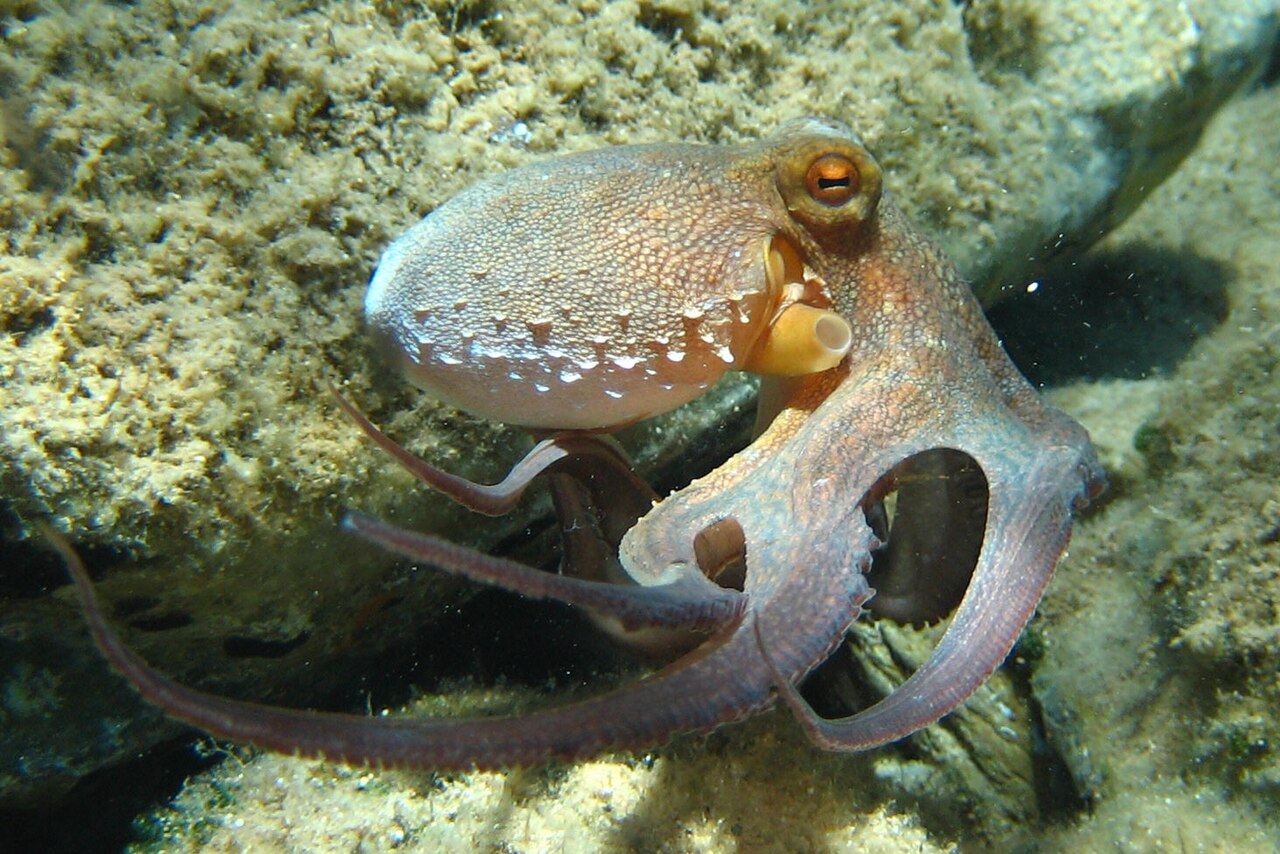 Pieuvre commune (Octopus vulgaris) en photographie