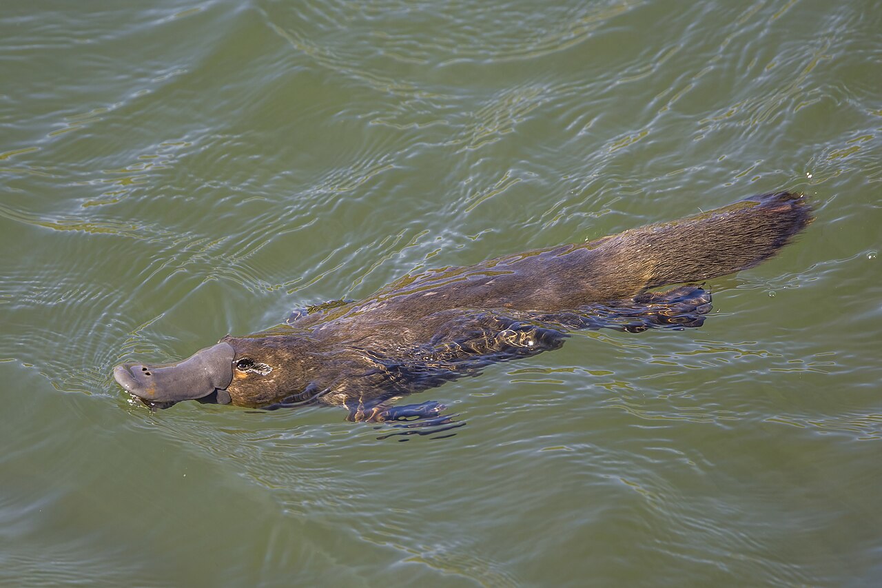 Ornithorynque (Ornithorhynchus anatinus) en photographie